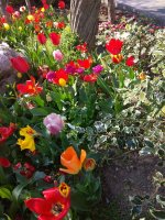 IMG_20210421_155605.jpg