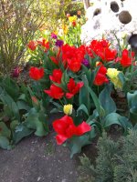 IMG_20210421_155632.jpg