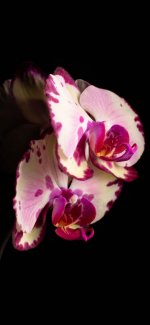 IMG_2265.jpg