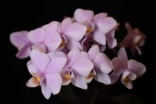 IMG_1439.jpg