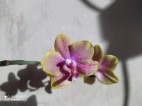 IMG_20210425_180010.jpg
