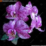 P.Taida Pearl x Yu Pin Fire Work.jpg