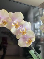157BEE2B-9B20-4839-ACF3-EDFBFAC9D04A.jpeg