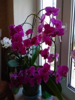 IMG_20210426_114359.jpg