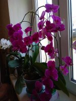 IMG_20210426_114455.jpg