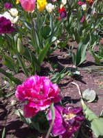 IMG_20210426_120652.jpg