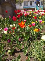 IMG_20210426_120733.jpg