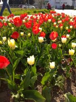 IMG_20210426_155926.jpg