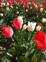 IMG_20210426_155940.jpg