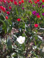 IMG_20210426_160219.jpg