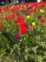 IMG_20210426_160252.jpg
