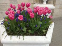 IMG_20210419_164806.jpg