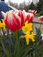 IMG_20210427_160923.jpg