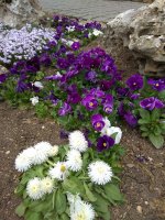 IMG_20210427_162451.jpg