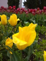 IMG_20210427_162856.jpg