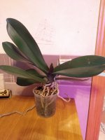 IMG_20210427_171408.jpg