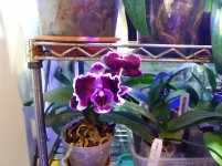 IMG_20210427_191025.jpg