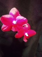 IMG_20210427_190406.jpg