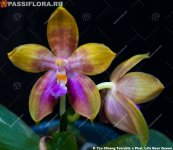 image-T-Tzu_Chiang__Tetralitz_x_Phal._Lds_Bear_Queen__.jpg