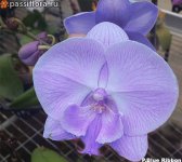 blue-ribbon.jpg