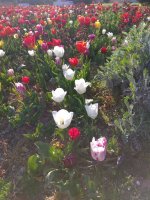 IMG_20210429_182154.jpg