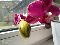 IMG_20210502_124054.jpg