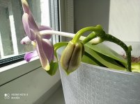 IMG_20210502_124213.jpg