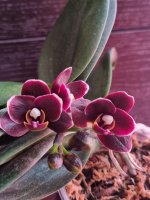 Phal. Natsume's Berry Little Treasure (1).jpg