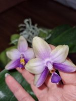 P. violacea blue x Penang violacea.jpg