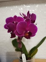 IMG_20210424_012121.jpg