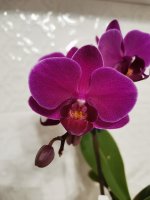 IMG_20210424_012036.jpg