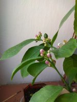 IMG_20210503_083543.jpg