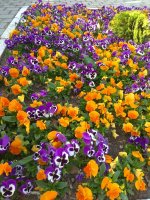 IMG_20210503_162155.jpg