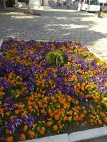 IMG_20210503_162207.jpg