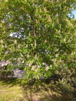 IMG_20210503_162844.jpg