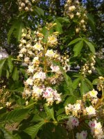 IMG_20210503_162853.jpg