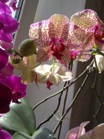 IMG_20210503_155359.jpg