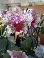 IMG_20210503_155550.jpg