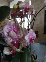 IMG_20210503_155640.jpg