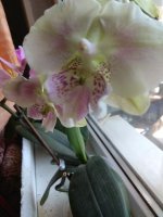 IMG_20210504_122458.jpg