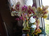 IMG_20210504_122729.jpg