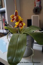 DSC02102.JPG