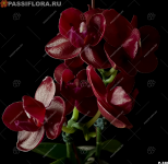 1620299512021.png
