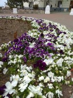 IMG_20210505_152557.jpg