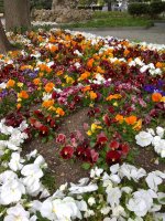 IMG_20210505_152932.jpg