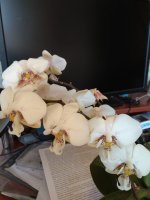 IMG_20210504_164659.jpg