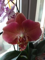 IMG_20210504_121946.jpg