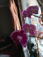 IMG_20210504_122334.jpg