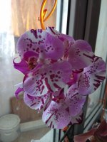 IMG_20210504_122104.jpg