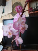 IMG_20210507_183946.jpg